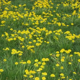 Hahn's Gartenhaus Marion Hahn