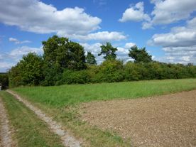 Landschaft mit Wiese, Bäumen und Feldweg