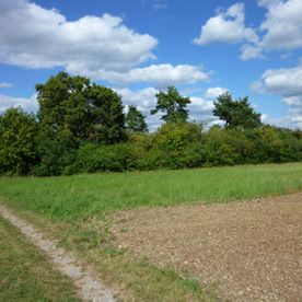 Landschaft mit Wiese, Bäumen und Feldweg