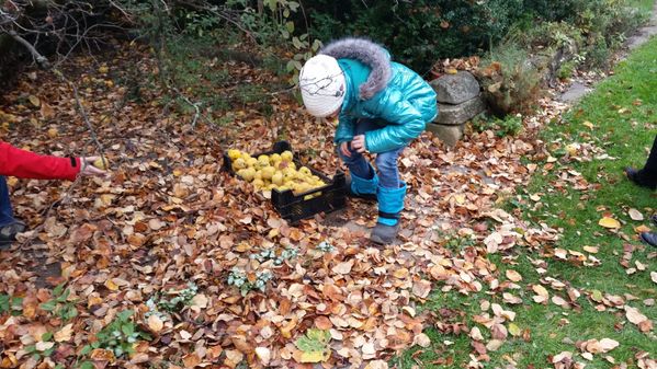 Kinder beim Einsammeln von Streuobst