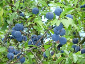 Wilde Heidelbeeren