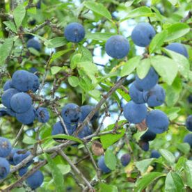 Wilde Heidelbeeren